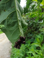 Leptinotarsa undecimlineata