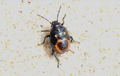 Eurydema herbacea