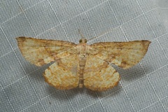 Corymica deducta