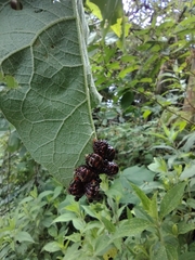 Leptinotarsa undecimlineata