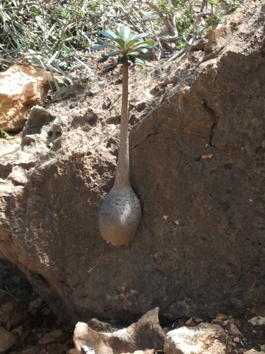 Adenium image