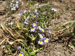 Porterella carnosula