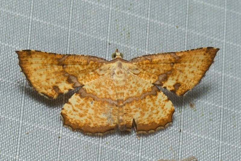 Corymica deducta