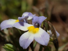 Porterella carnosula