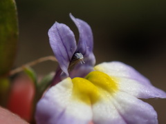 Porterella carnosula
