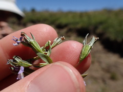Porterella carnosula