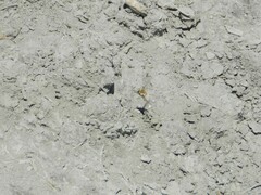 Heterostylum robustum