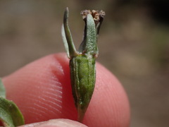 Porterella carnosula