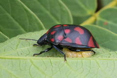 Pachycoris klugii
