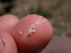 Porterella carnosula