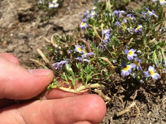 Porterella carnosula