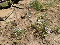 Porterella carnosula