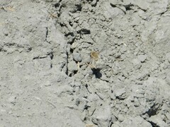 Heterostylum robustum