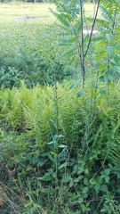 Solidago arguta arguta