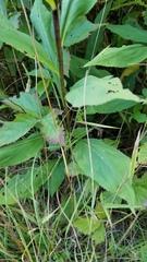 Solidago arguta arguta