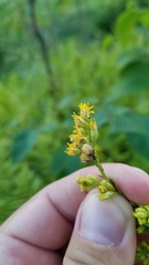 Solidago arguta arguta