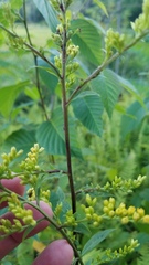 Solidago arguta arguta