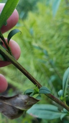 Solidago arguta arguta