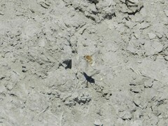 Heterostylum robustum