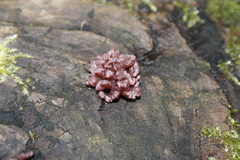 Ascocoryne sarcoides