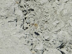 Heterostylum robustum