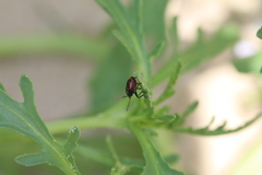 Eurydema herbacea