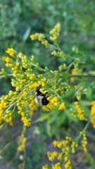 Solidago arguta arguta