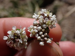 Lepidium appelianum