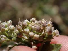 Lepidium appelianum