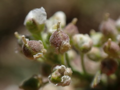 Lepidium appelianum