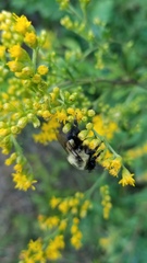 Solidago arguta arguta
