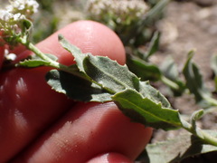 Lepidium appelianum