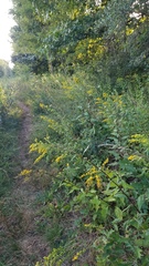 Solidago arguta arguta