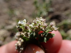 Lepidium appelianum
