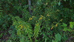 Solidago arguta arguta