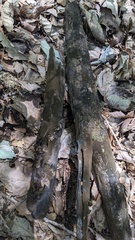 Trichaleurina tenuispora