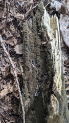 Trichaleurina tenuispora