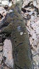 Trichaleurina tenuispora