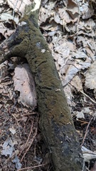 Trichaleurina tenuispora