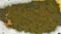 Trichaleurina tenuispora