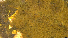 Trichaleurina tenuispora