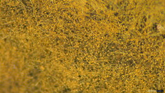 Trichaleurina tenuispora