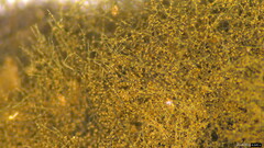 Trichaleurina tenuispora