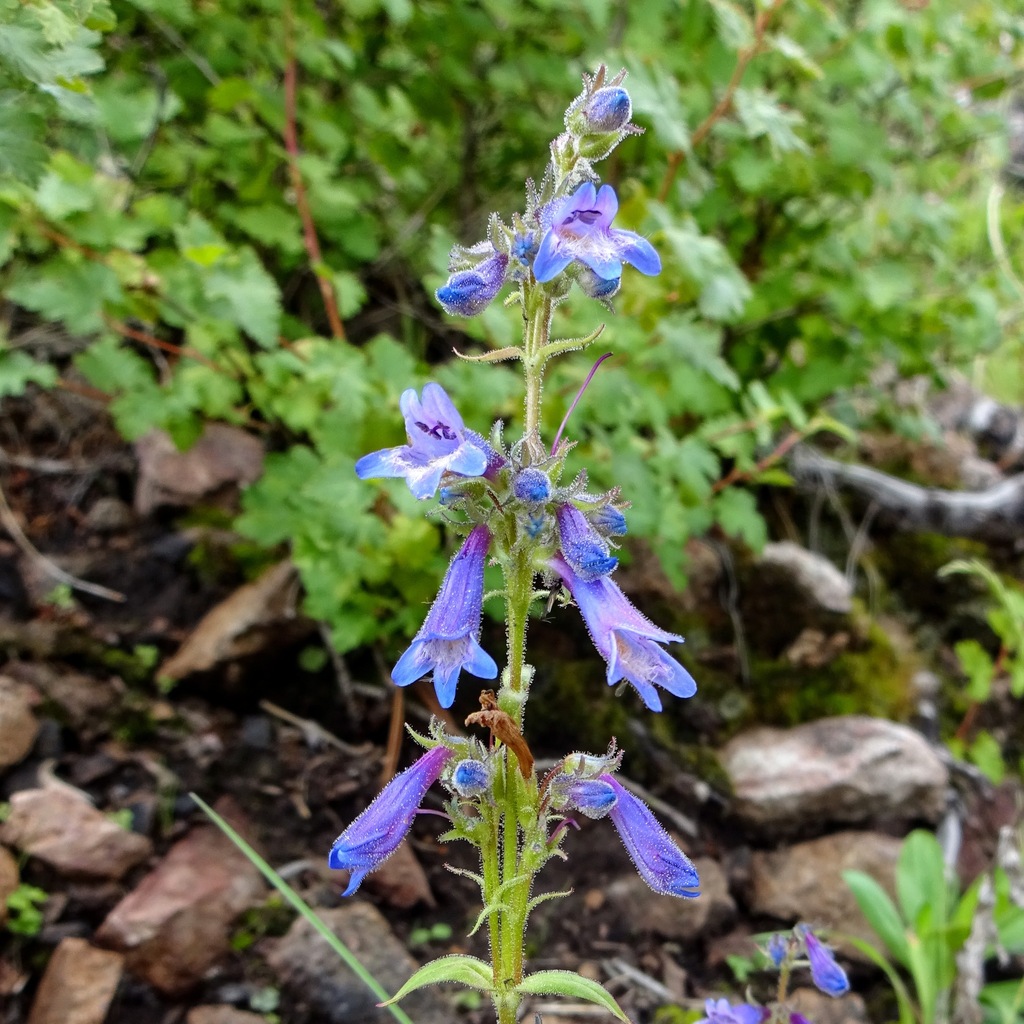 Metcalfe's Beardtongue
