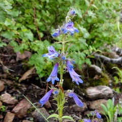 Penstemon metcalfei