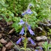 Penstemon metcalfei - Photo (c) Andrew Tree, osa oikeuksista pidätetään (CC BY-NC), lähettänyt Andrew Tree