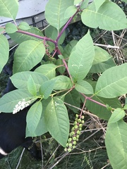 Phytolacca americana