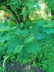 Enterolobium schomburgkii