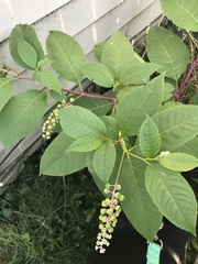 Phytolacca americana