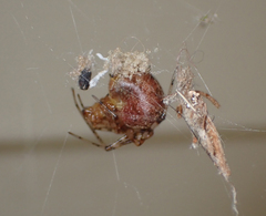 Tidarren sisyphoides